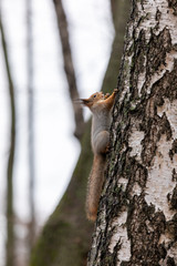Obraz premium Fluffy squirrel climbs on a tree