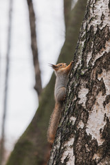 Fluffy squirrel climbs on a tree