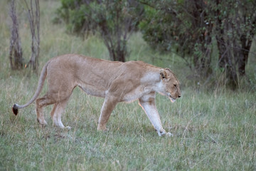 lioness walking