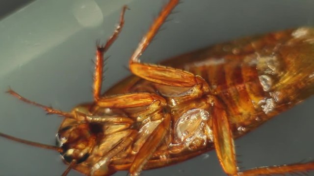 Dry cockroach, closeup concept, macro shooting of a dried cockroach, museum exhibit