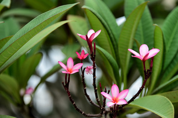 Flowers are blooming In the breeding season Has a green foliage background.white and yellow Plume