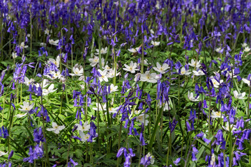 Obraz premium Sussex Bluebells