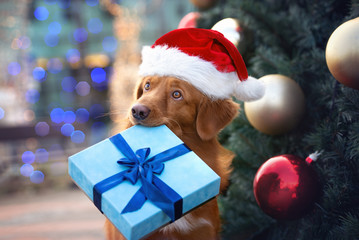 retriever dog in santa hat holding a christmas gift box in mouth in front of a christmas tree outdoors