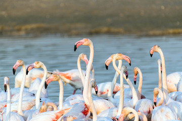 Caribbean pink flamingo at Ras al Khor Wildlife Sanctuary, a wetland reserve in Dubai, United Arab Emirates