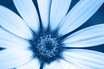 Close up of osteospermum, classic blue background, toned, color of the year 2020, selective focus