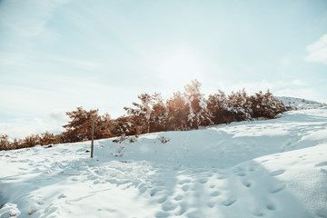 Snow covered pines trees on the mountain with blue sky