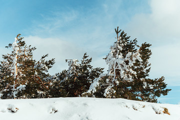 Snow covered pines trees on the mountain with blue sky