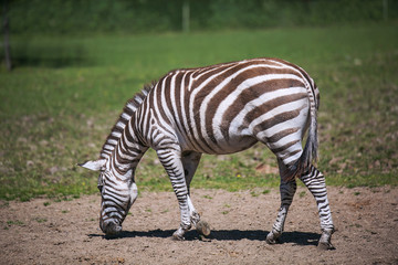 A striped zebra, a black white-striped horse is eating something on a green field on a sunny summer...
