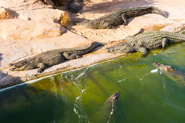 Nile crocodiles bask in the sun and swiming in the pond. Crocodile farm in Tunisia.