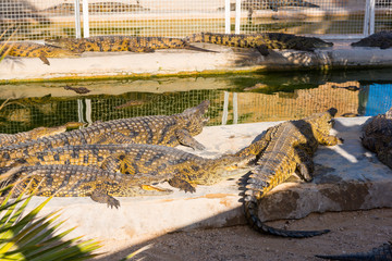 Nile crocodiles bask in the sun and swiming in the pond. Crocodile farm in Tunisia.