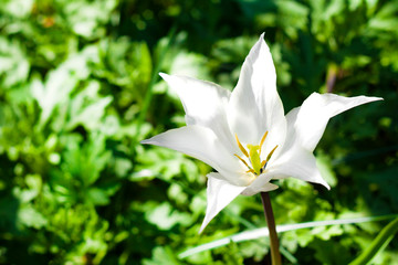 White varietal tulip closeup on green foliage background