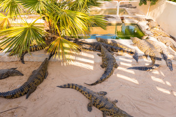 Nile crocodiles bask in the sun and swiming in the pond. Crocodile farm in Tunisia.