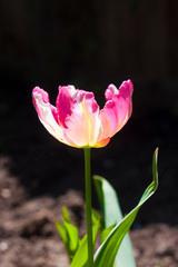 Pink brindled tulip backlit by the spring sun in a garden