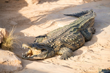 Nile crocodile with open jaw bask in the sun. Crocodile farm in Tunisia.