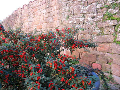 Vaso di piante con bacche vicino a vecchio muro, Gropina