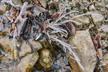  winter morning frost frost in the rays of the sun on fallen leaves and grass that has whitewashed,...