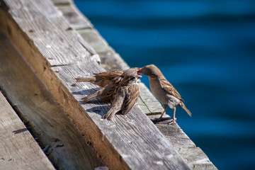 Sperling beim Füttern
