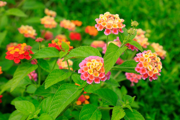 Verbena hybrida Voss