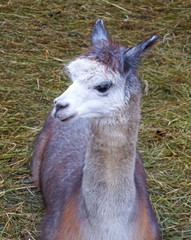 White young alpaca