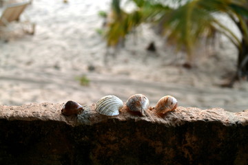 sea shells on the beach wall