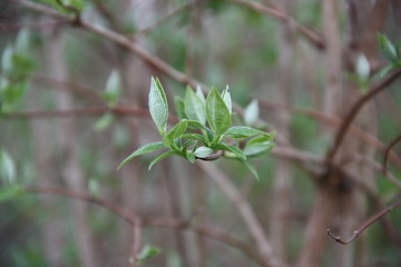 Background, texture with one small rosette of green young tree leaves on a General blurred background