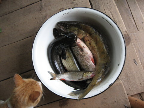 Summer still life with fresh fish in a bowl and a cat on the porch at the steps.