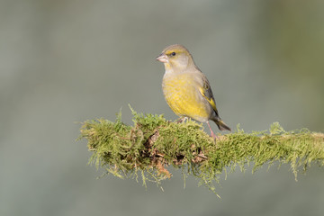 Closeup of European greenfinch (Chloris chloris)