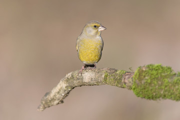Portrait of Greenfinch at sunrise (Chloris chloris)