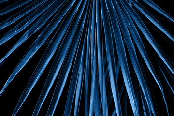 Obraz premium Blue palm leaves close-up.