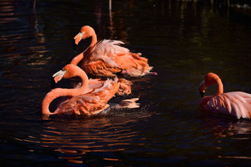 American Flamingos swimming and bathing in water of a pond
