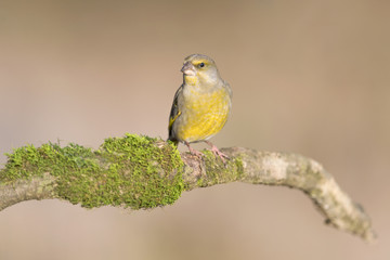 Obraz premium The beautiful Greenfinch (Chloris chloris)