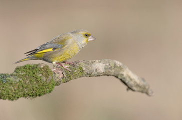 Portrait of European greenfinch (Chloris chloris)