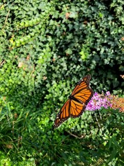 butterfly on flower
