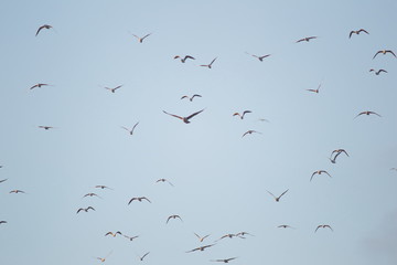 Flock of sea birds in Seaton Wetlands, Devon