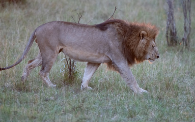 Plakat Male lion