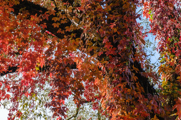 Colorful Autumn Parthenocissus quinquefolia, Virginia Creeper, Wild Grape. Abstract Red and Orange Autumn Leaves Background.