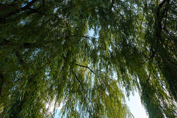 Weeping willow in a public park against a blue sky. willow branches.