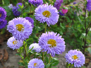 Obraz premium The flower beds grow asters