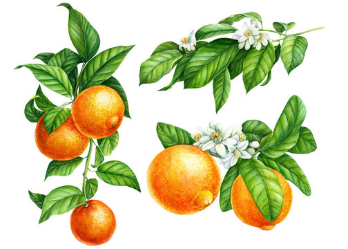Mandarin branches with green leaves, flowers on an isolated white background, watercolor illustration, collection of citrus fruits, orange, botanical painting