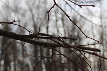 spring, tree branch with mail