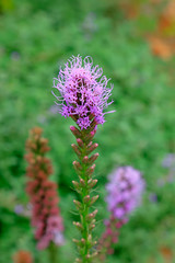 Delphinium elatum in the botanical garden