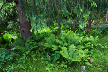 forest path through heavy forest, light fog and fern line.