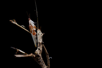 Naklejka premium praying mantis on green background