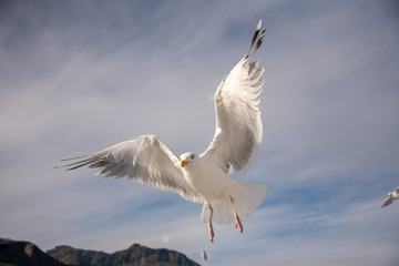 Flugstudie einer Möwe