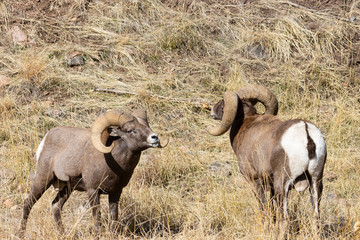 Fototapeta premium Bighorn Rut Season in Waterton Canyon