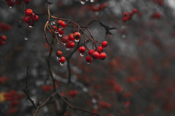 red berries on branch