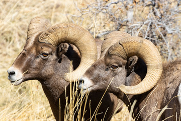 Bighorn Rut Season in Waterton Canyon
