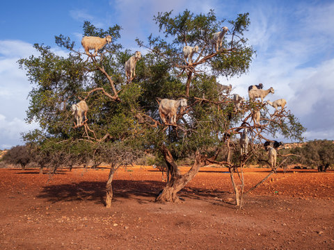 &Aacute;rbol de arg&aacute;n con las cabras trepando encima