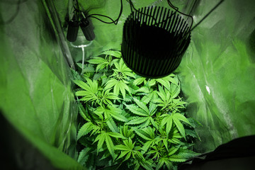 SoG hemp cultivation technique. Growing pot in groutent. Vegetative stage of marijuana growth....