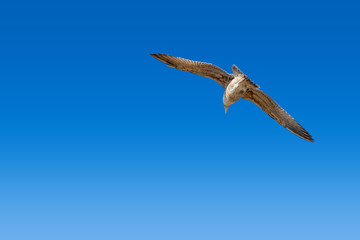 Seagull flying high in the blue sky